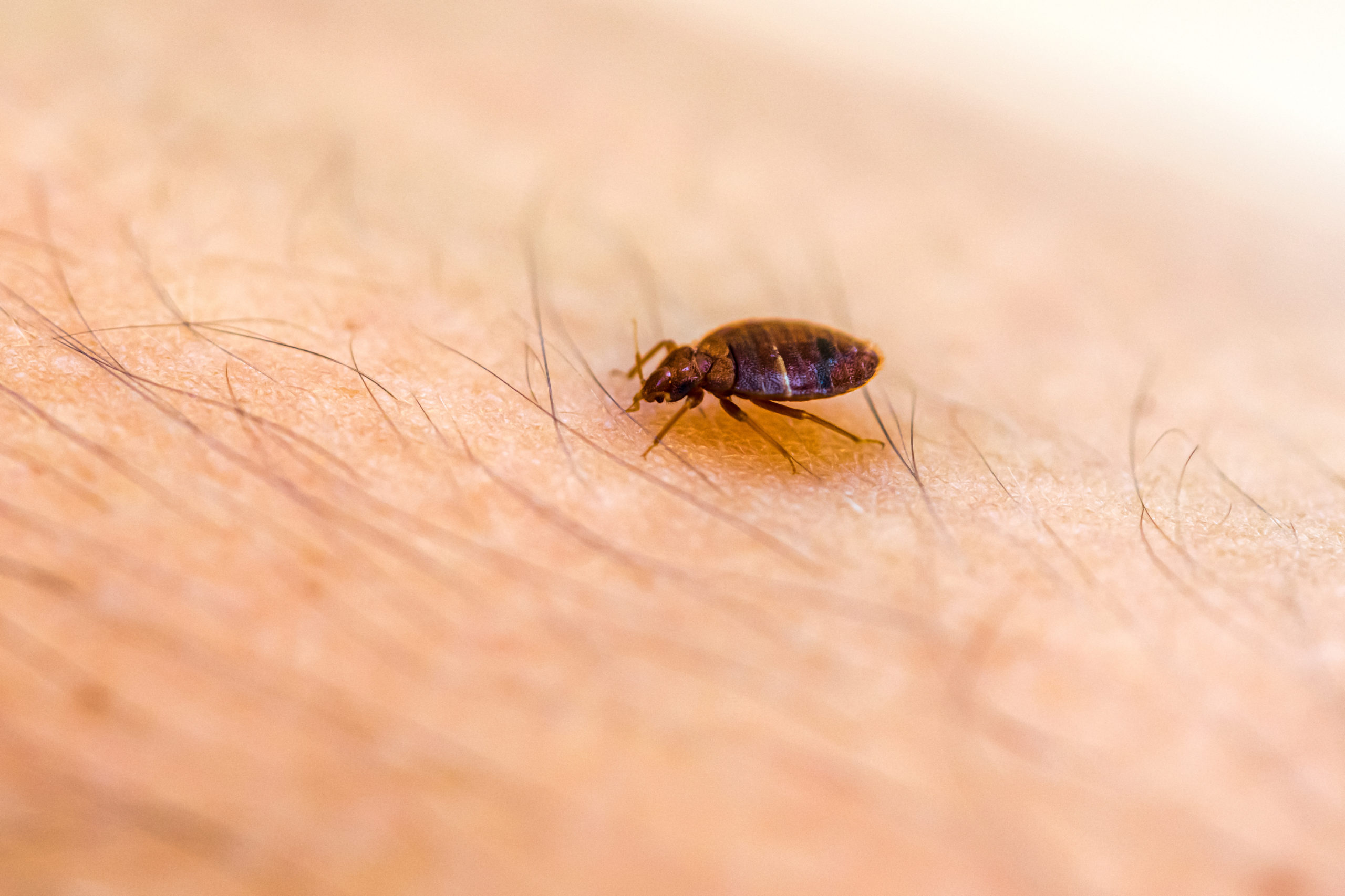 Do Bed Bugs Spread Quickly? - Pest Defense Solutions - Pest Control ...